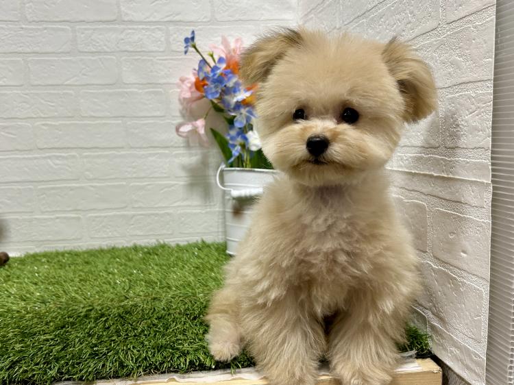 animal_image