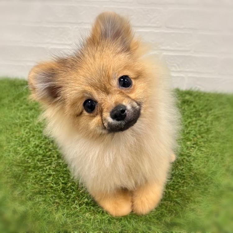 animal_image