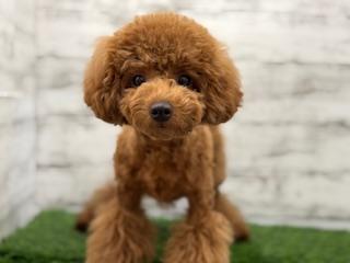 animal_image