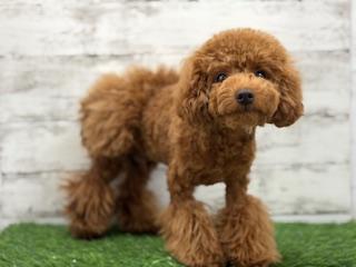 animal_image