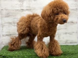 animal_image