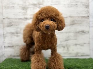animal_image