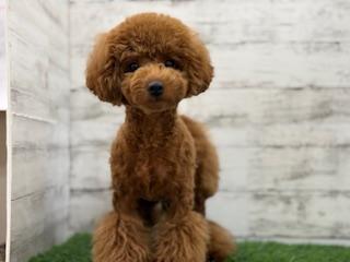 animal_image