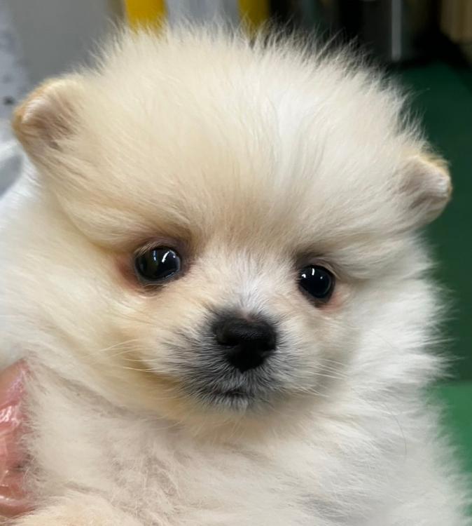 animal_image
