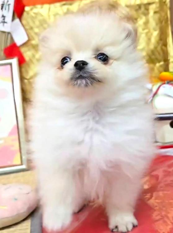 animal_image