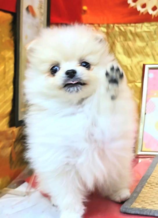 animal_image