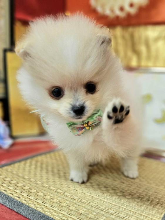 animal_image