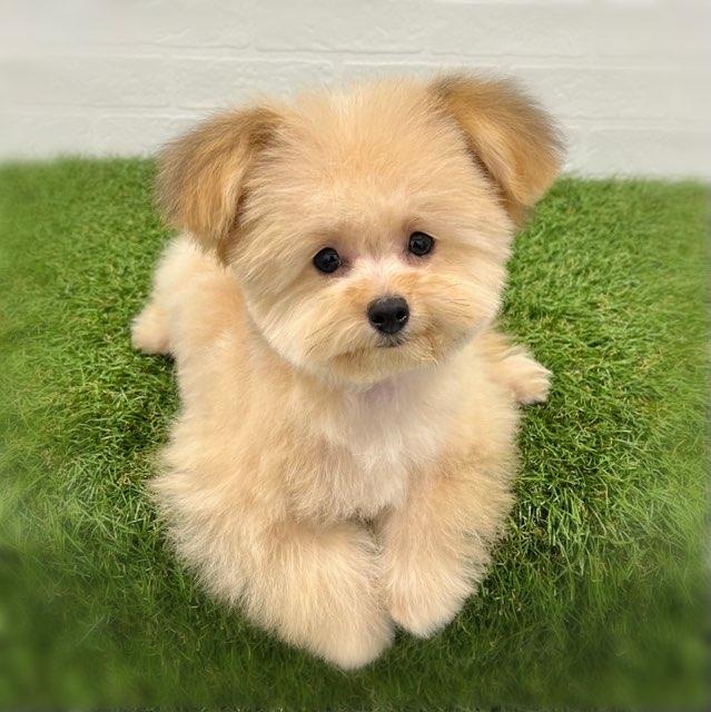 animal_image