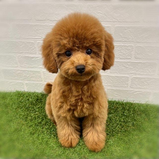 animal_image