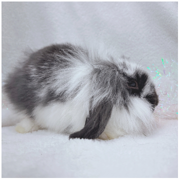 animal_image