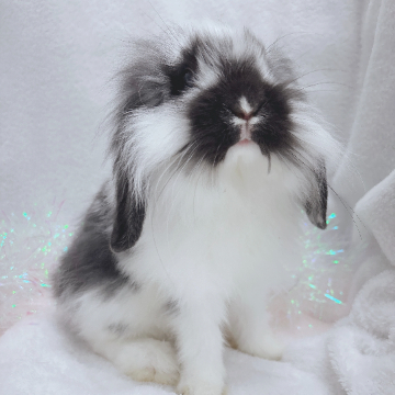 animal_image