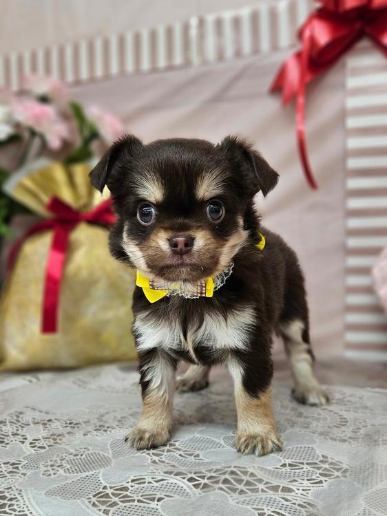 animal_image