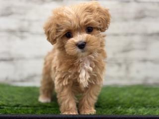 animal_image