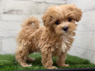 animal_image