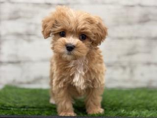 animal_image