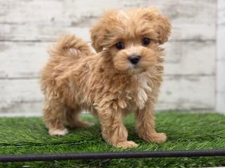 animal_image