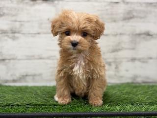 animal_image