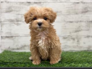 animal_image