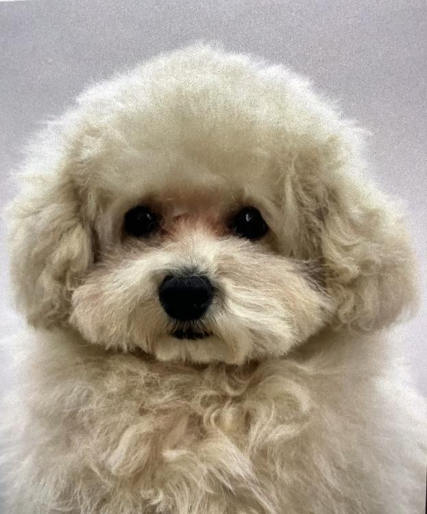 animal_image