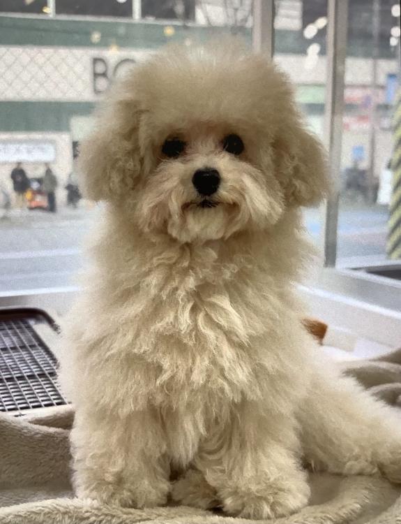 animal_image