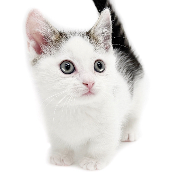 animal_image