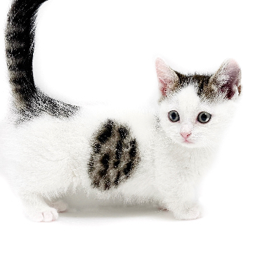 animal_image