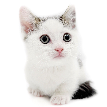 animal_image