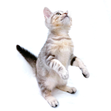 animal_image