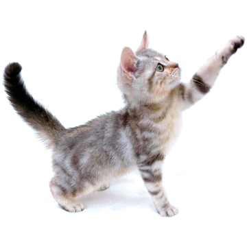 animal_image