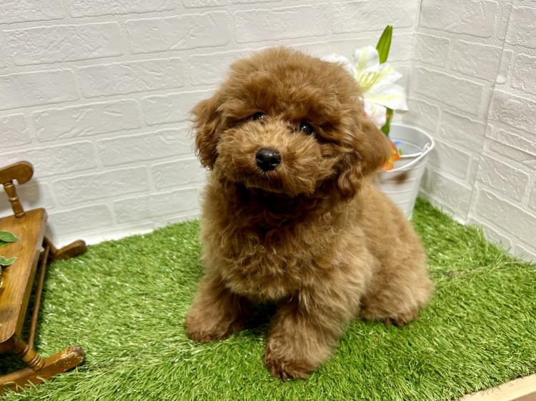 animal_image