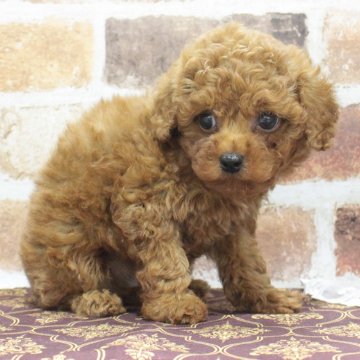 animal_image