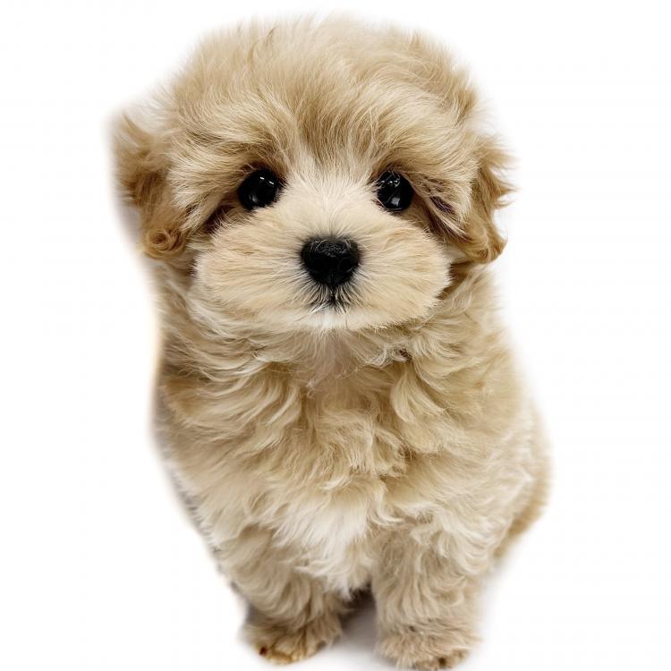 animal_image
