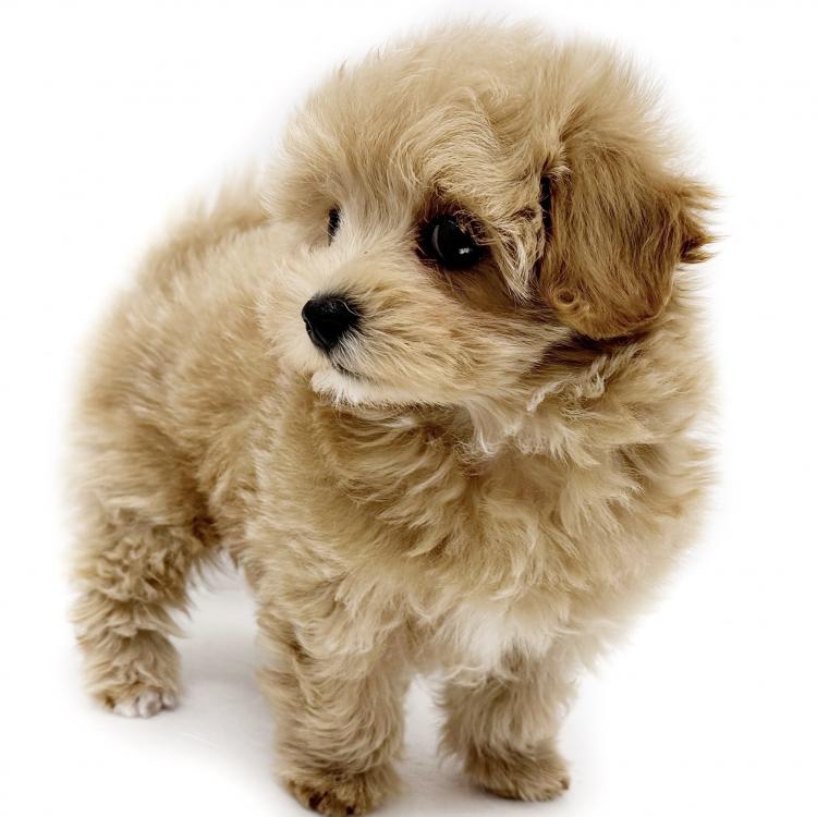 animal_image