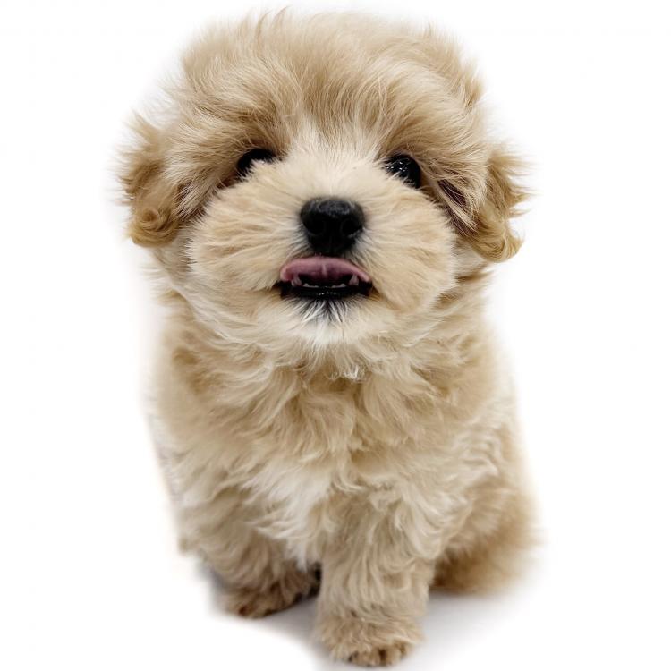 animal_image