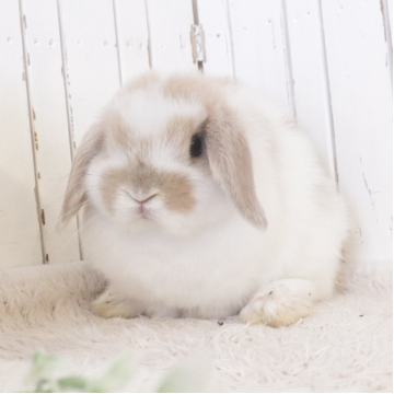 animal_image