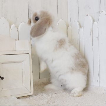 animal_image