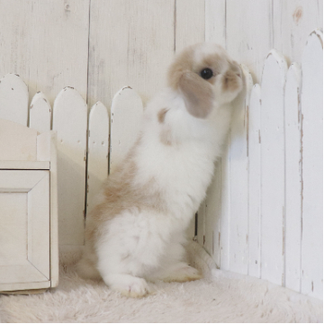 animal_image