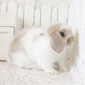animal_image