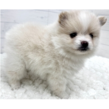 animal_image