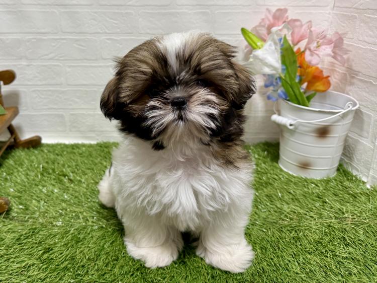 animal_image