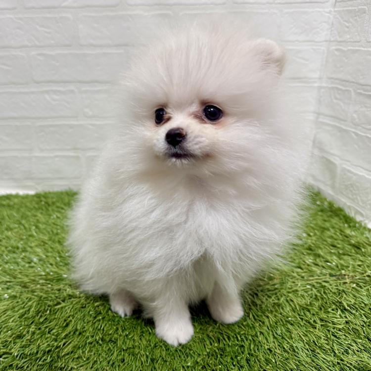 animal_image
