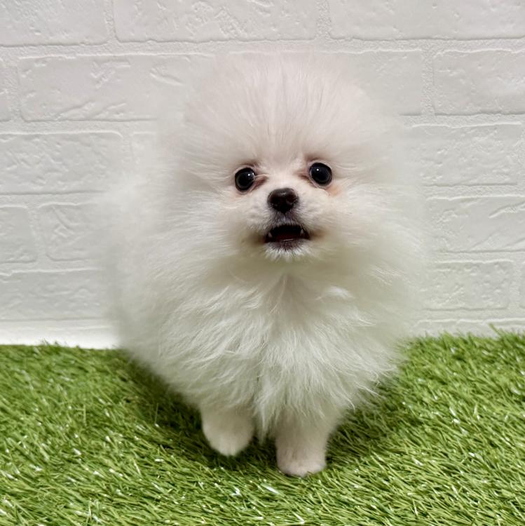 animal_image