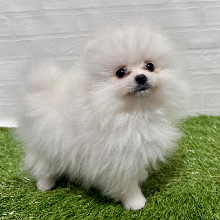 animal_image