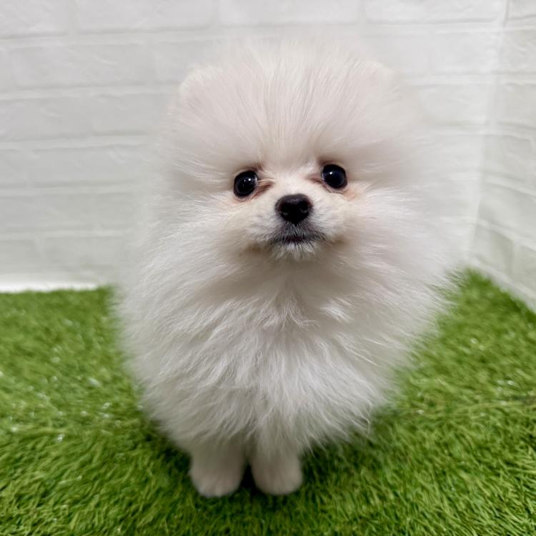 animal_image