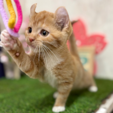 animal_image