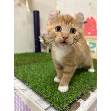animal_image