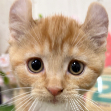animal_image