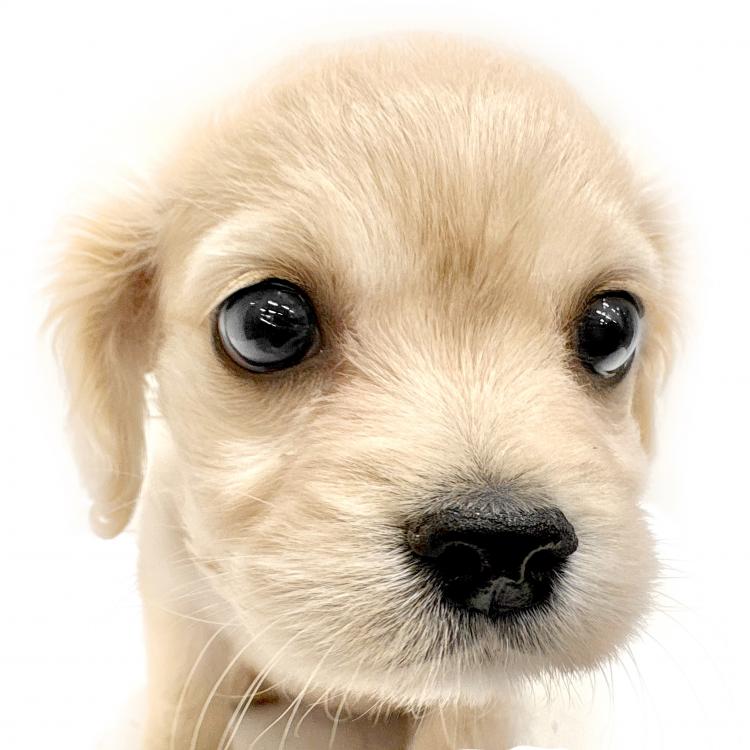 animal_image