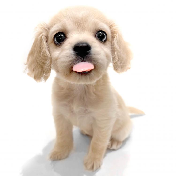 animal_image