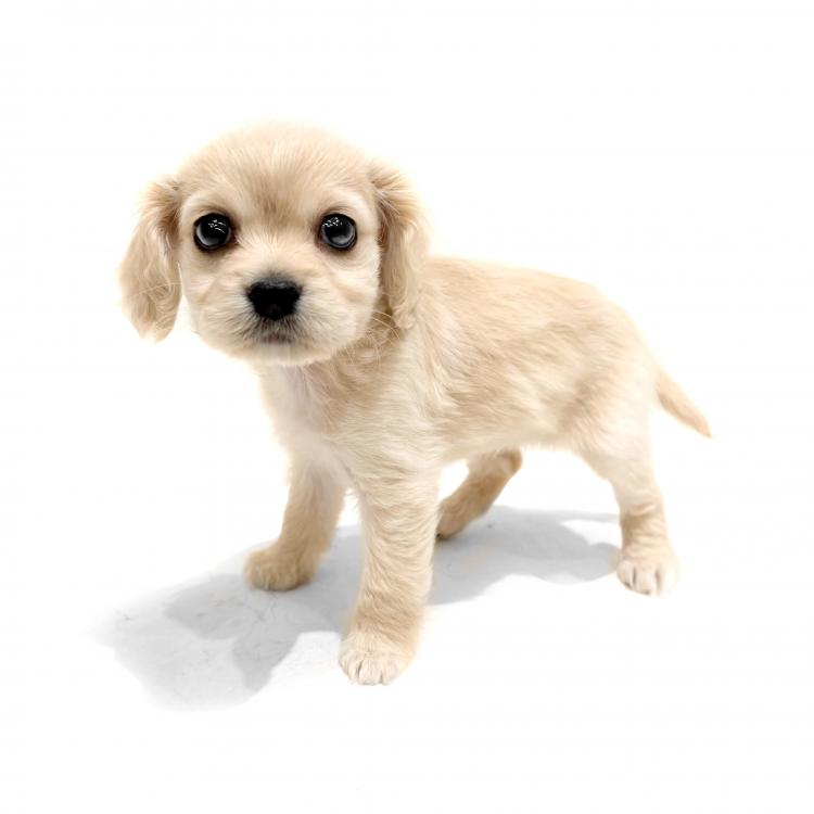 animal_image